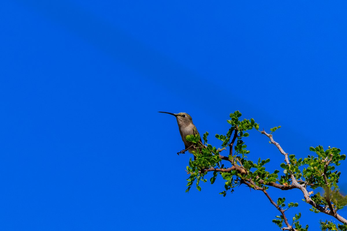 Anna's Hummingbird
