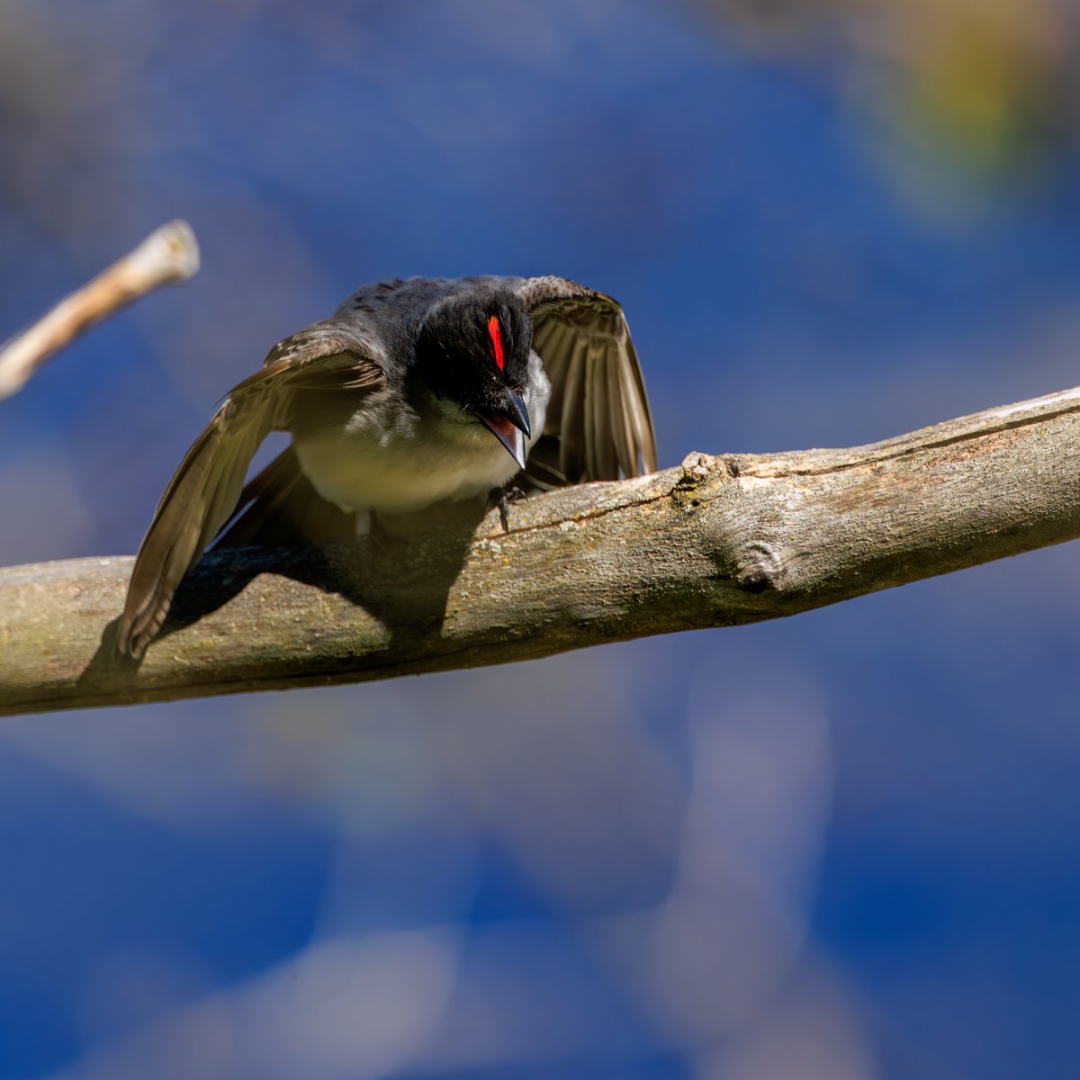 Eastern Kingbird