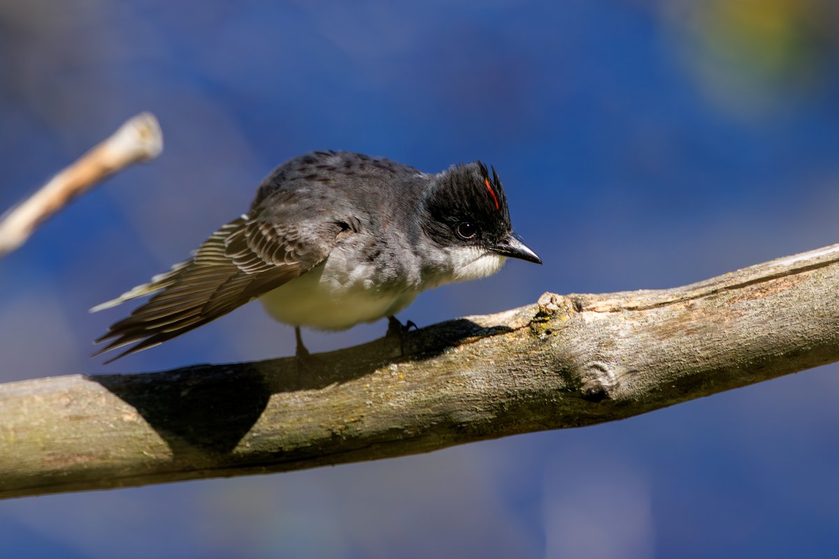 Eastern Kingbird