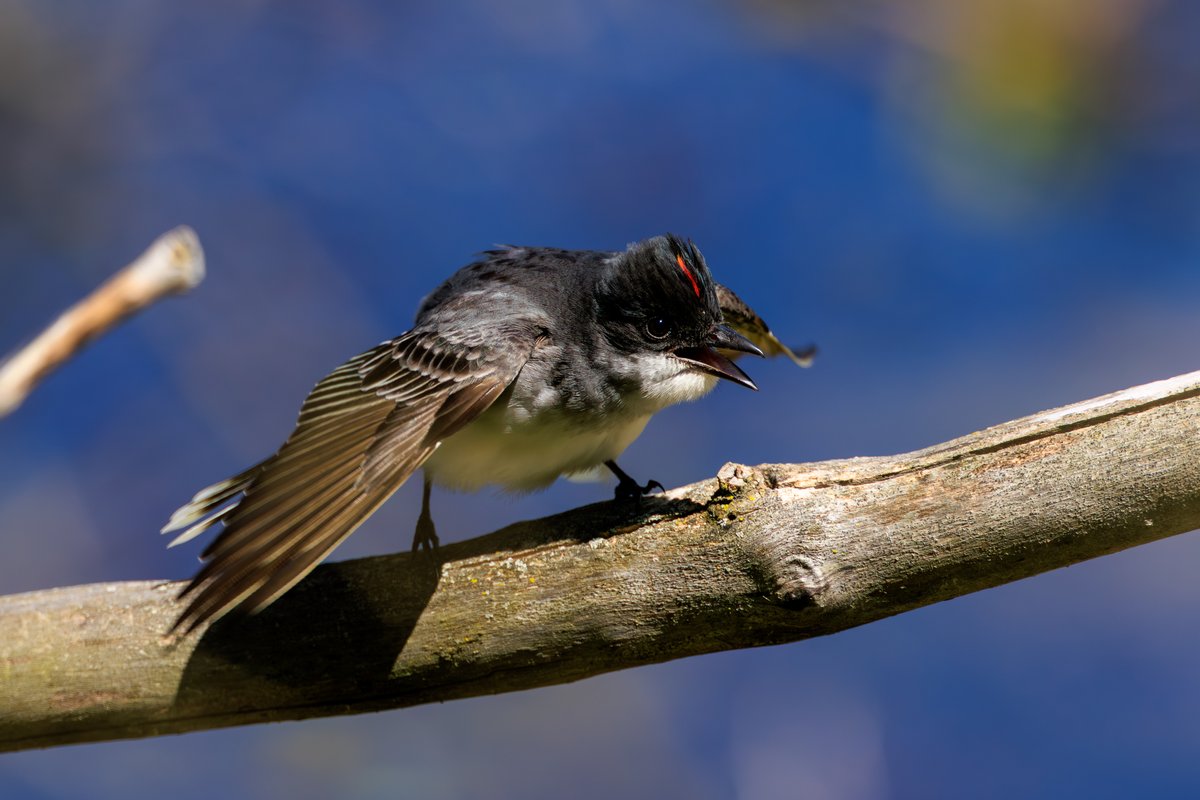 Eastern Kingbird