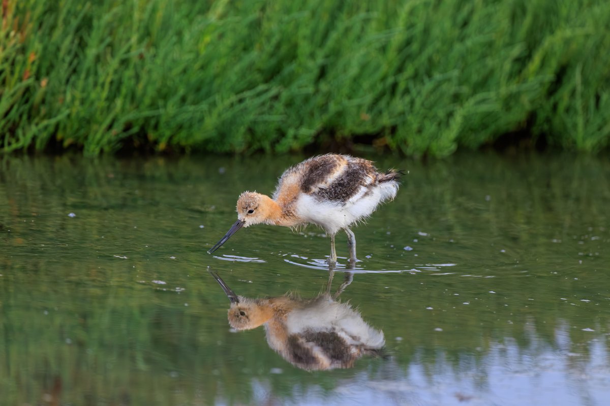 American Avocet