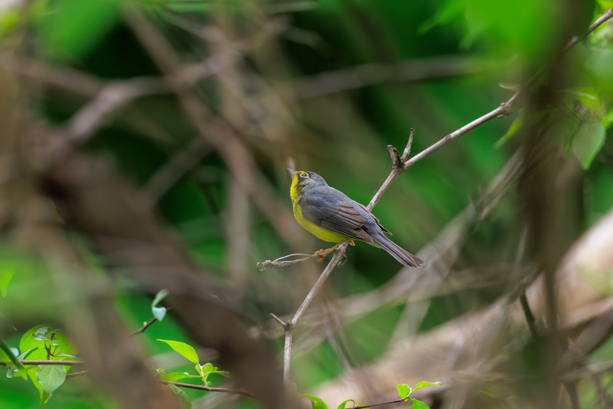 Canada Warbler