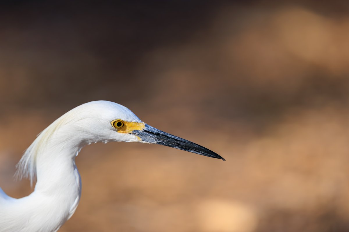 Snowy Egret