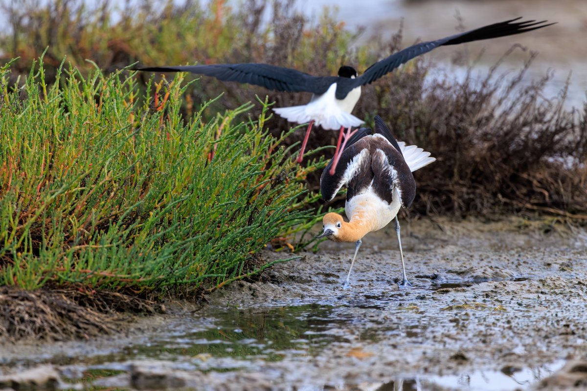 Black-necked Stilt