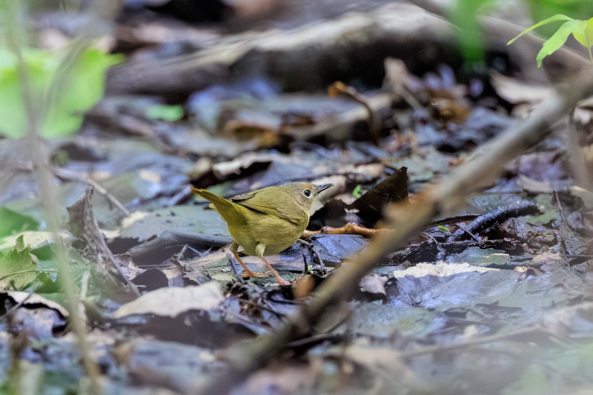 Mourning Warbler