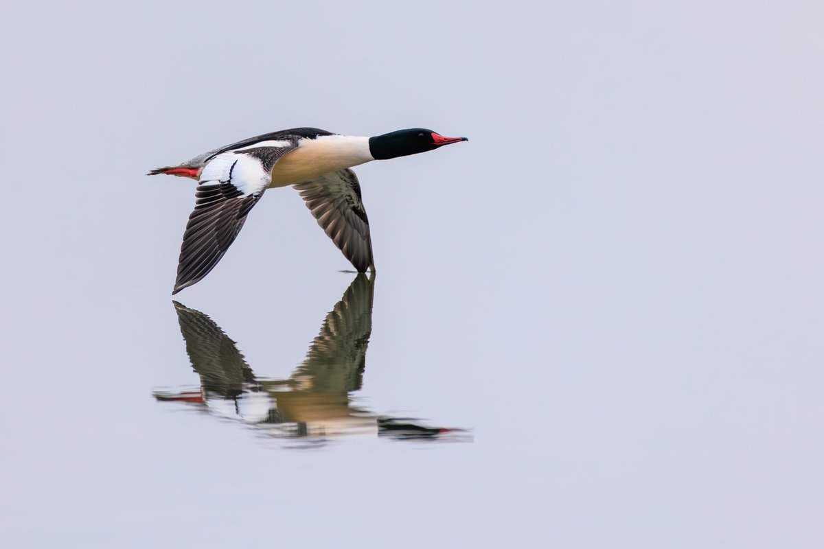 Common Merganser