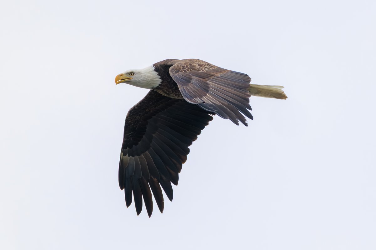Bald Eagle