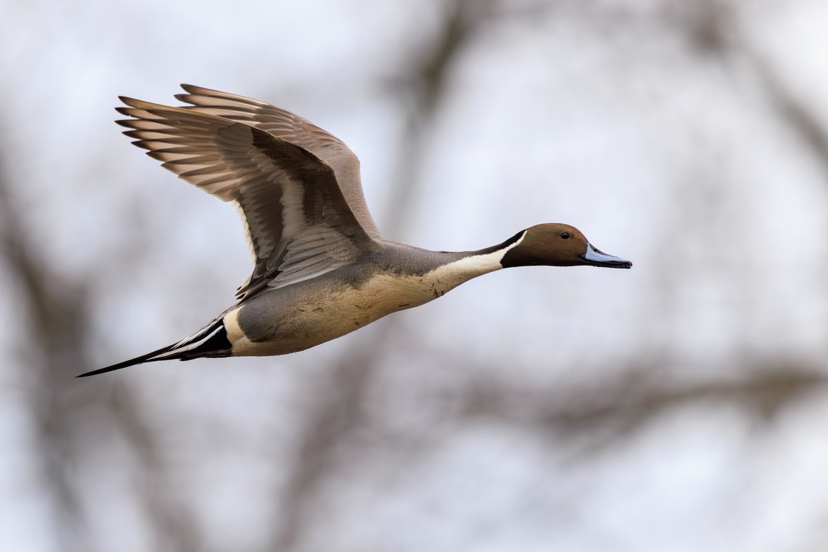 Northern Pintail