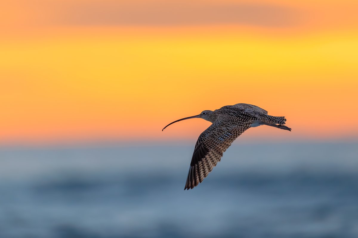Long-billed Curlew