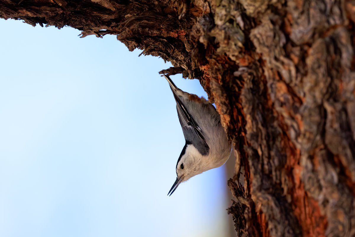 White-breasted Nuthatch