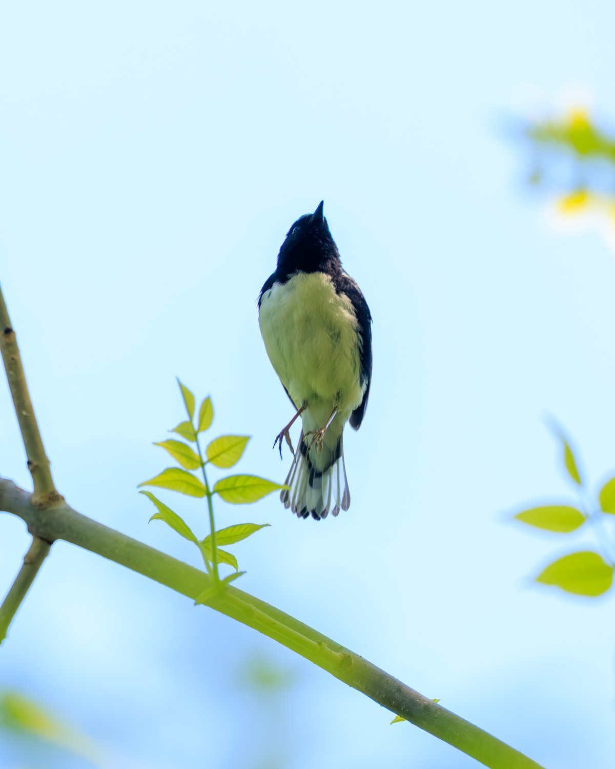 Black-throated Blue Warbler