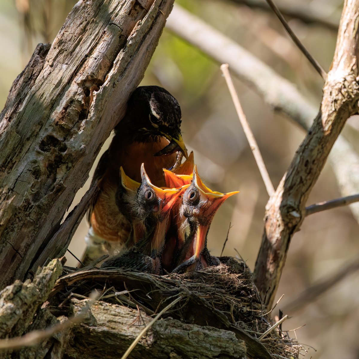 American Robin