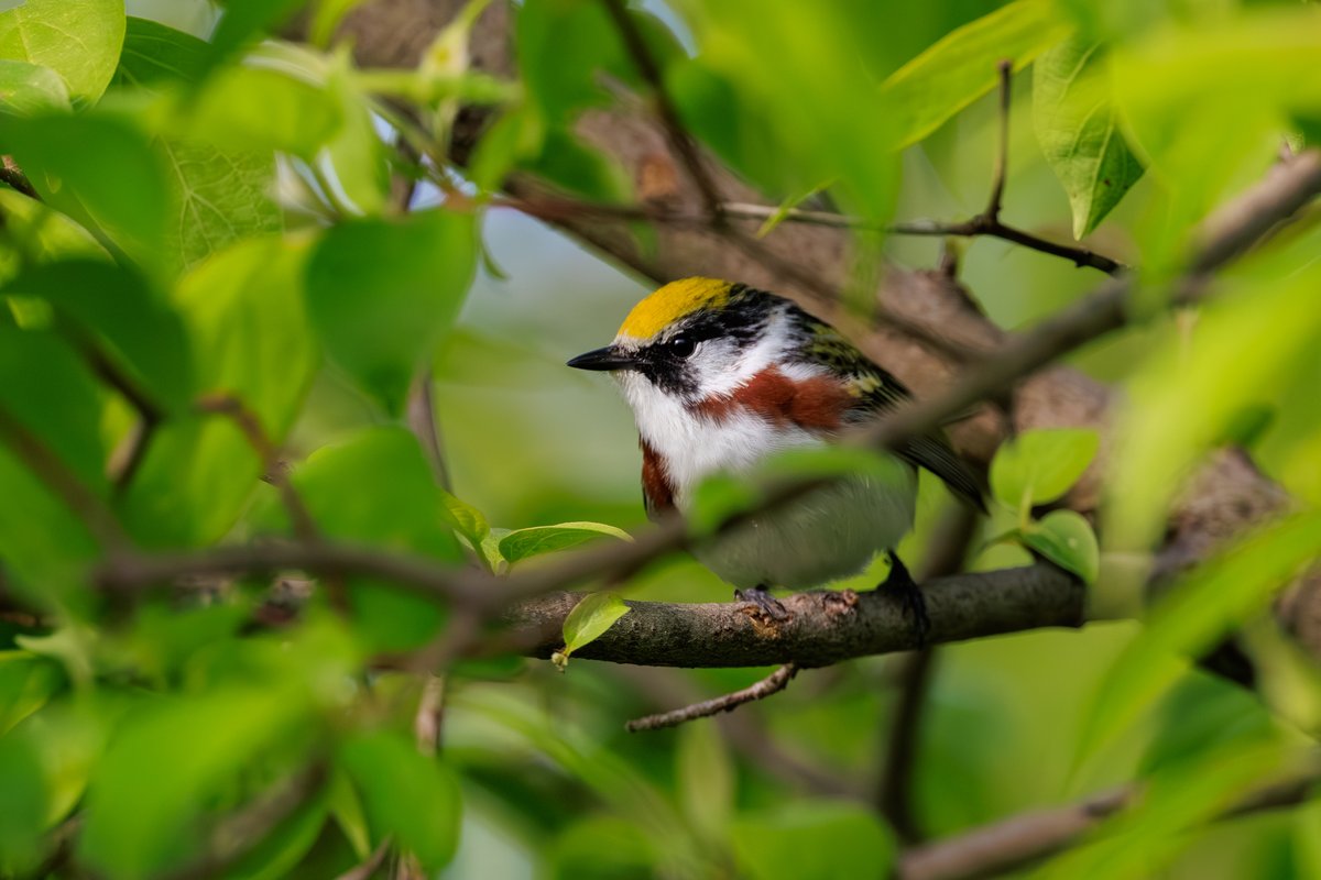 Chestnut-sided Warbler