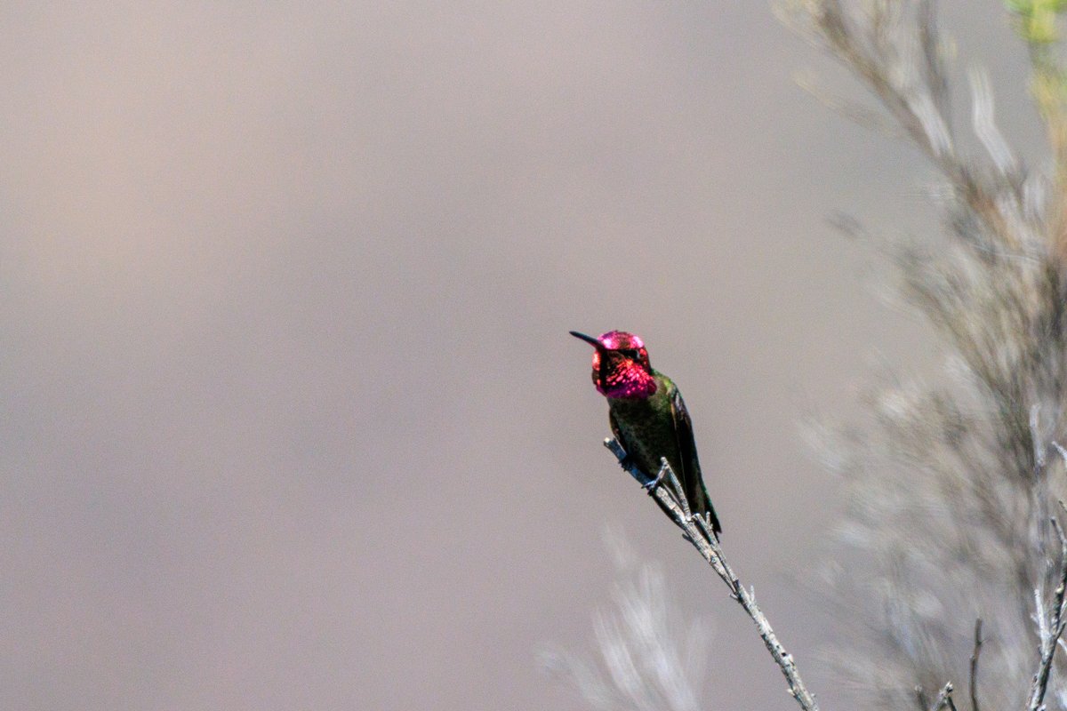 Anna's Hummingbird