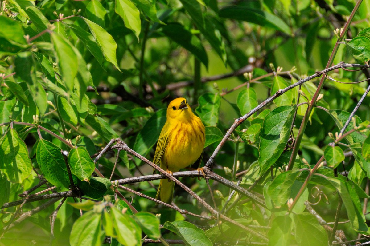 Northern Yellow Warbler