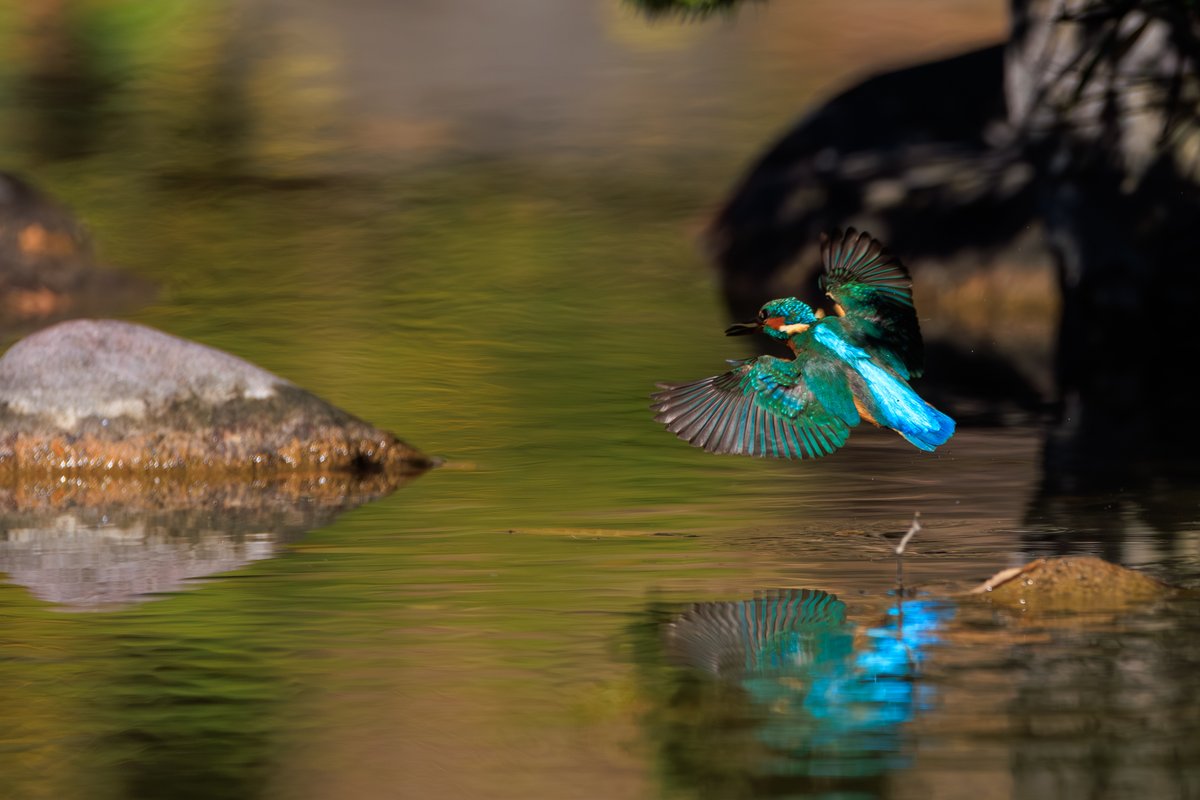Common Kingfisher