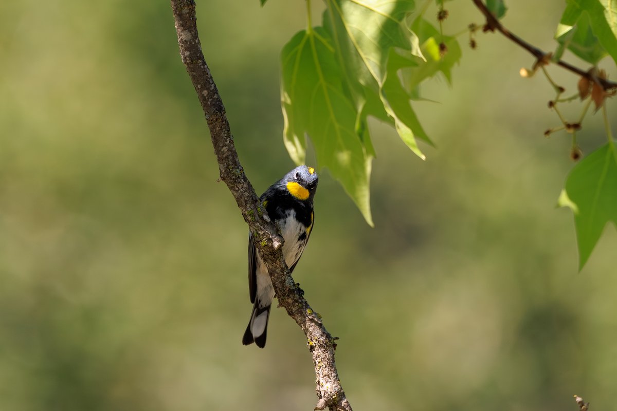 Yellow-rumped Warbler