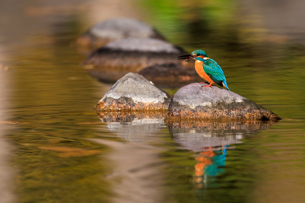 Common Kingfisher