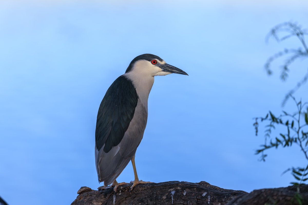 Black-crowned Night-Heron