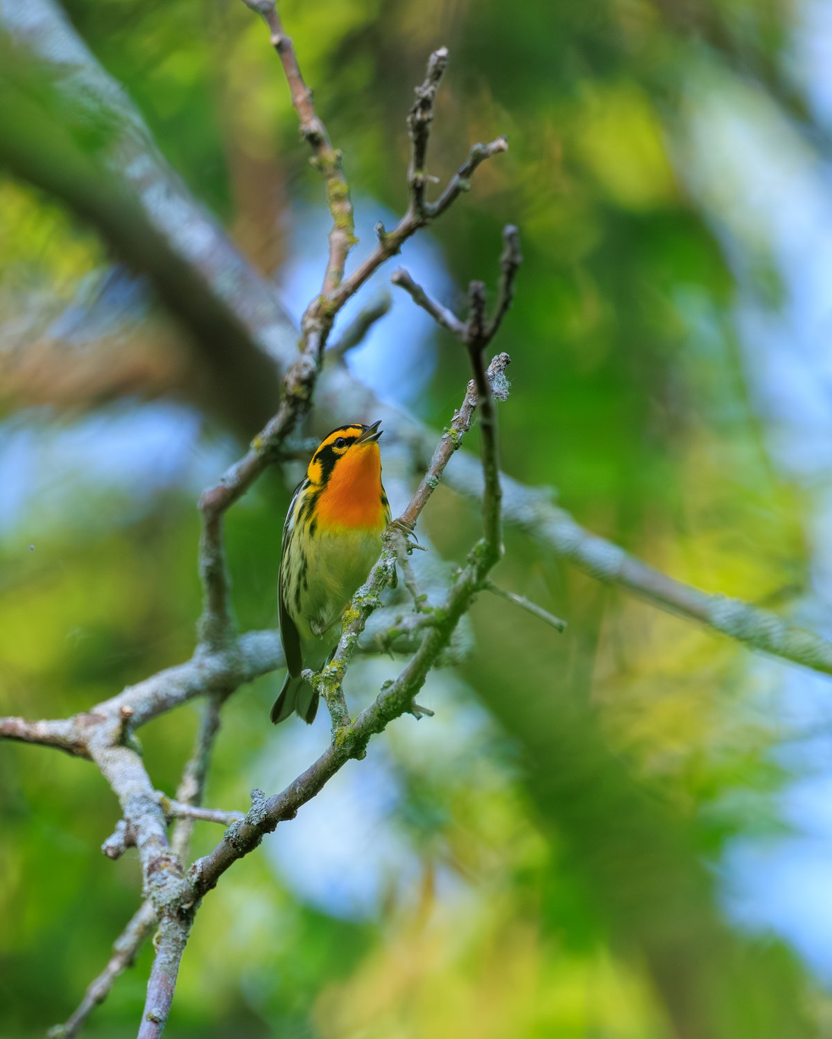 Blackburnian Warbler