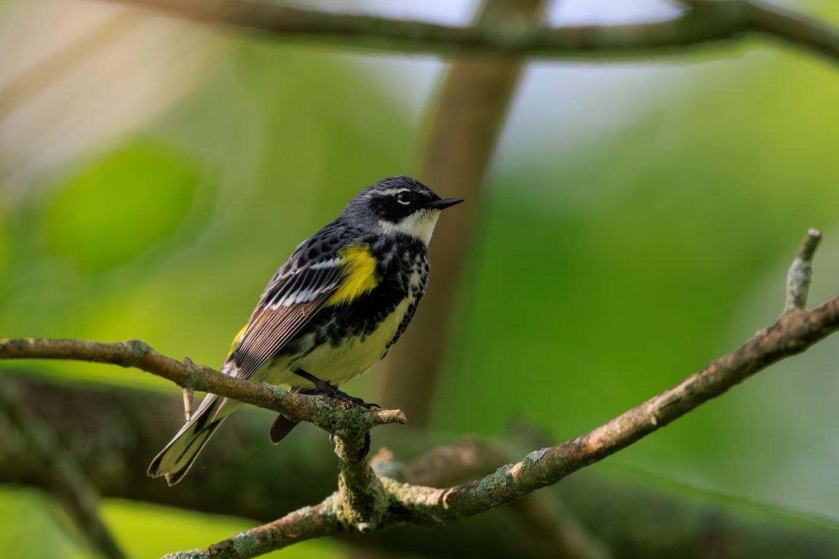 Yellow-rumped Warbler