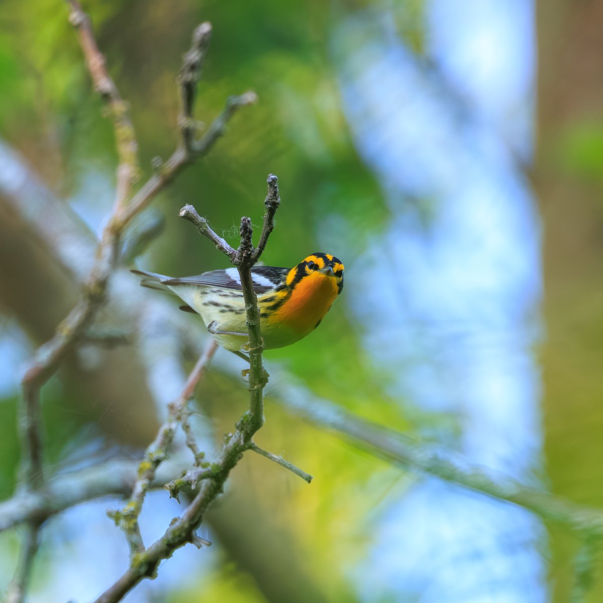 Blackburnian Warbler