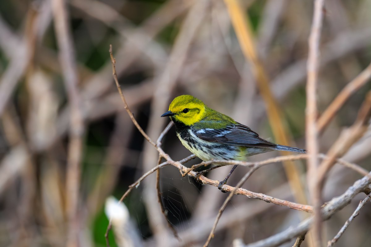Black-throated Green Warbler