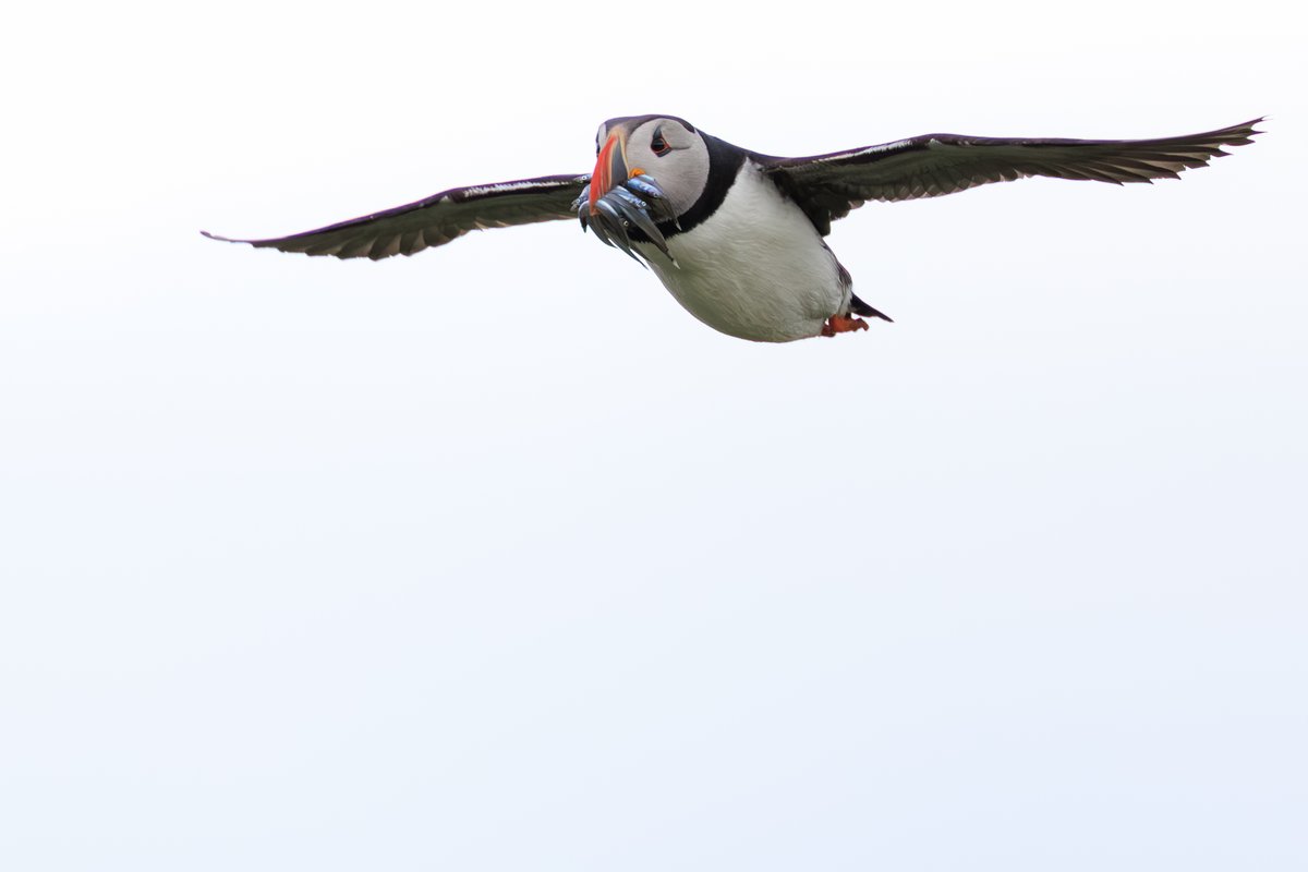 Atlantic Puffin