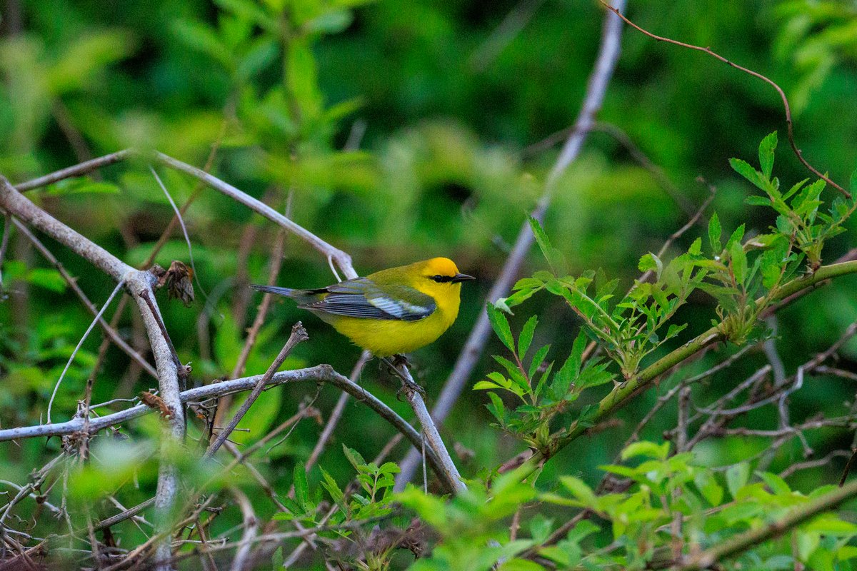 Blue-winged Warbler