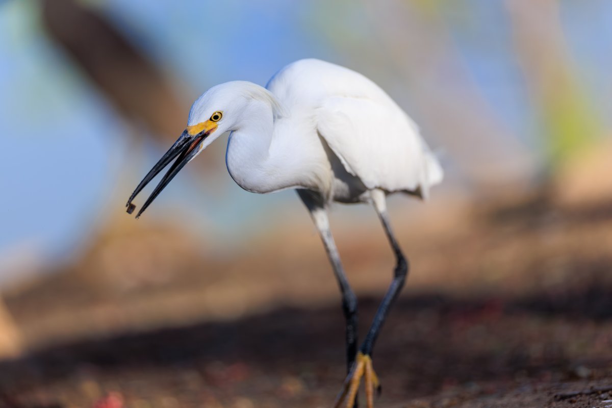 Snowy Egret