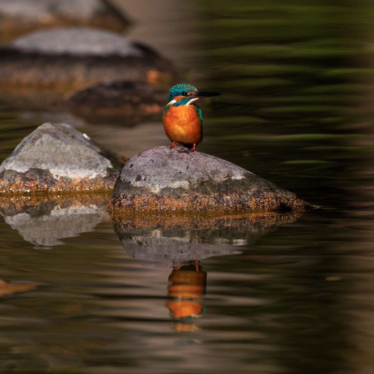 Common Kingfisher