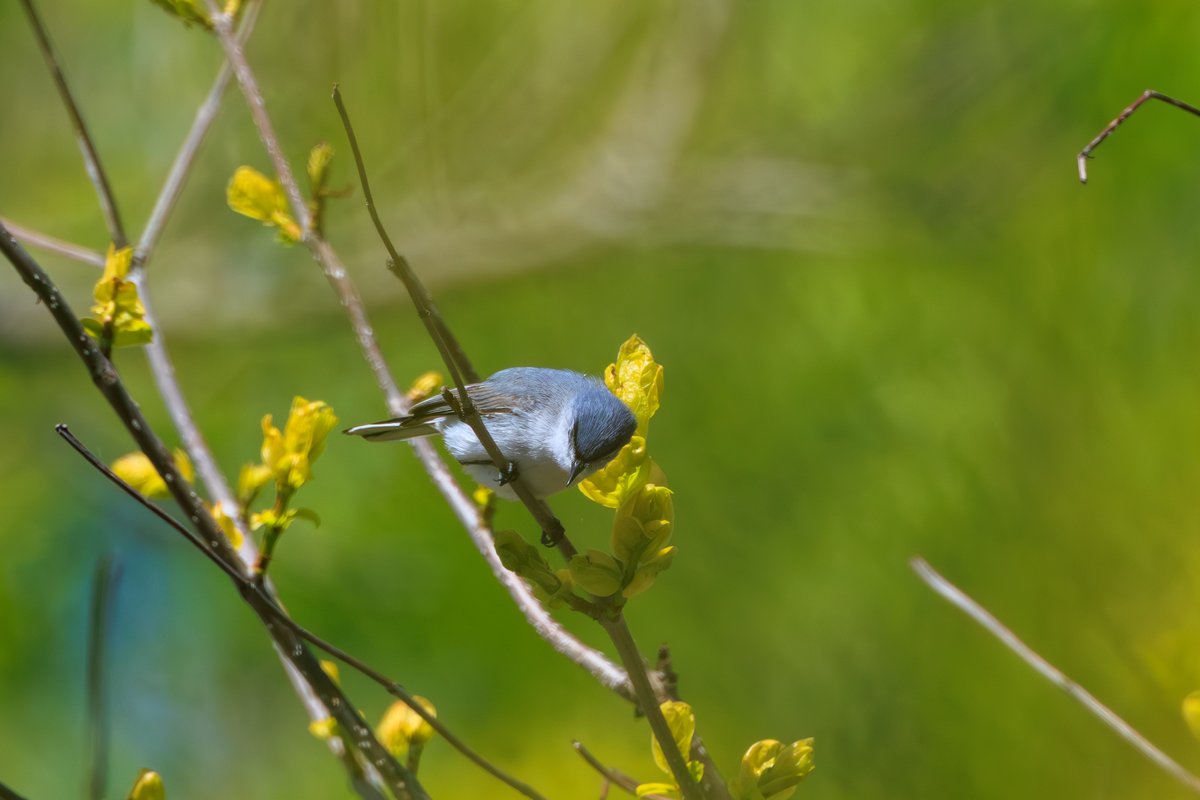 Blue-gray Gnatcatcher