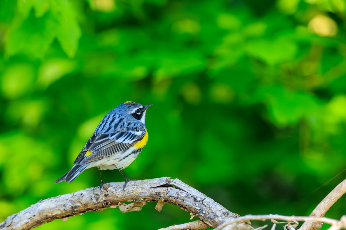 Yellow-rumped Warbler