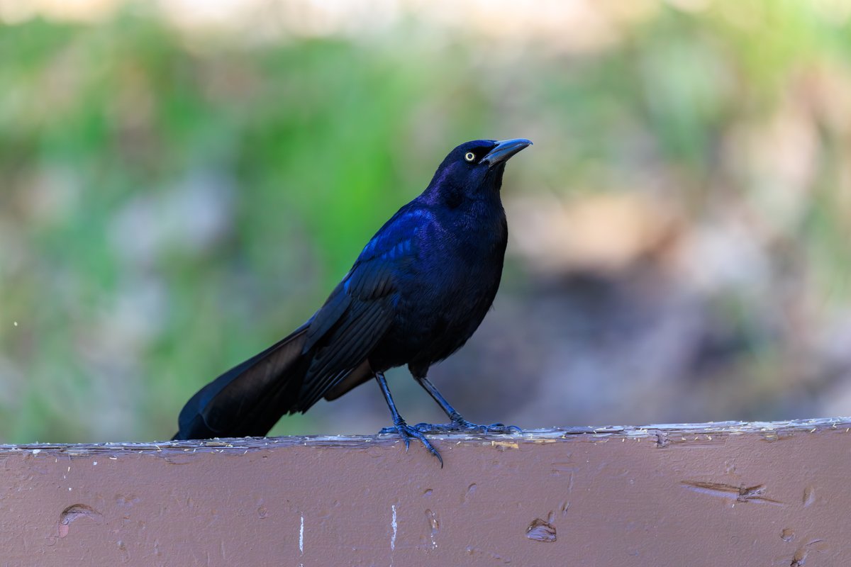 Great-tailed Grackle