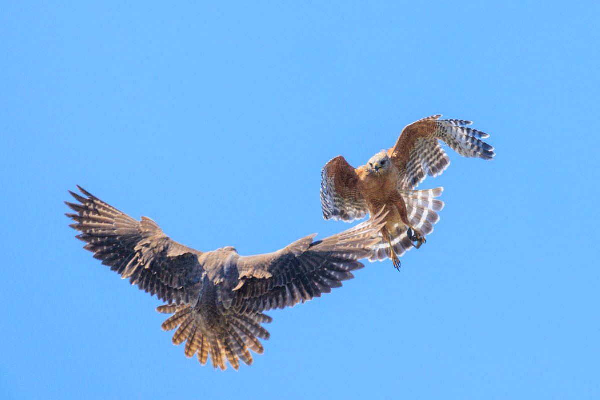 Red-shouldered Hawk