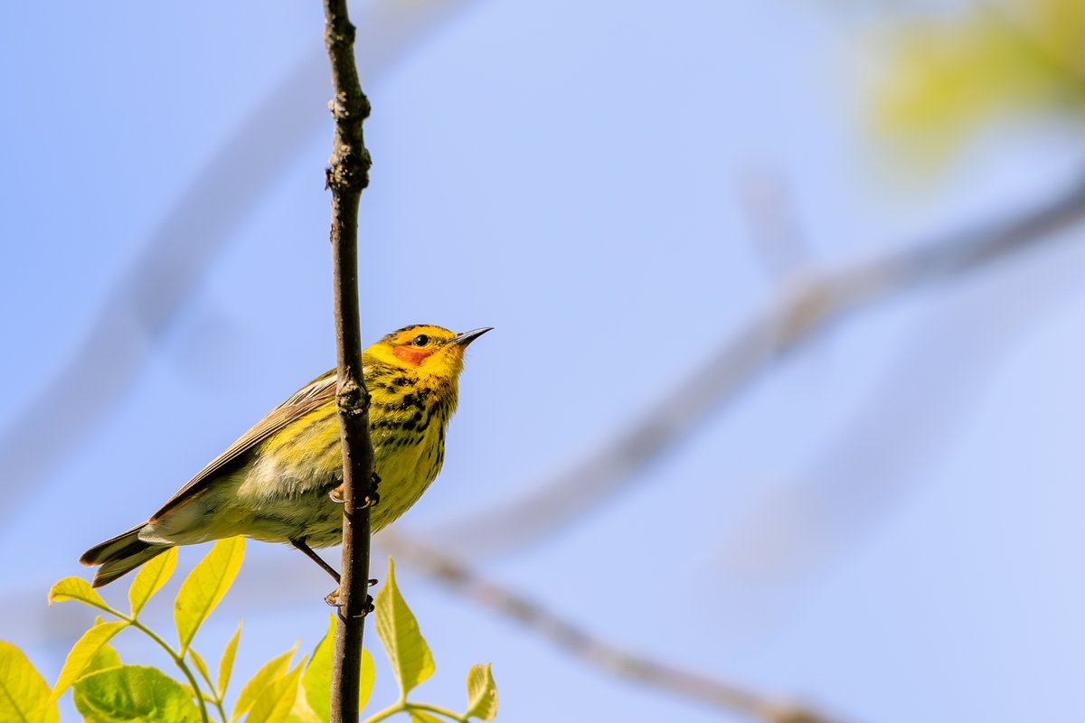 Cape May Warbler