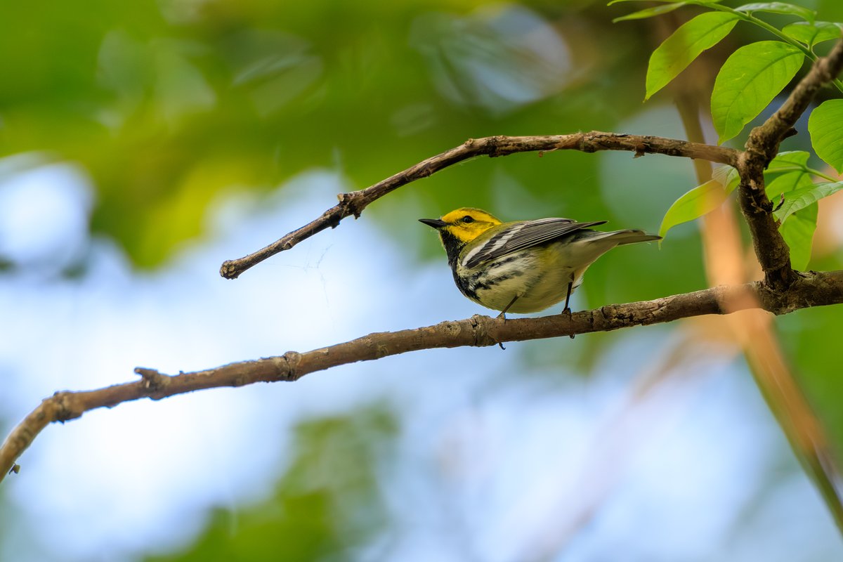 Black-throated Green Warbler