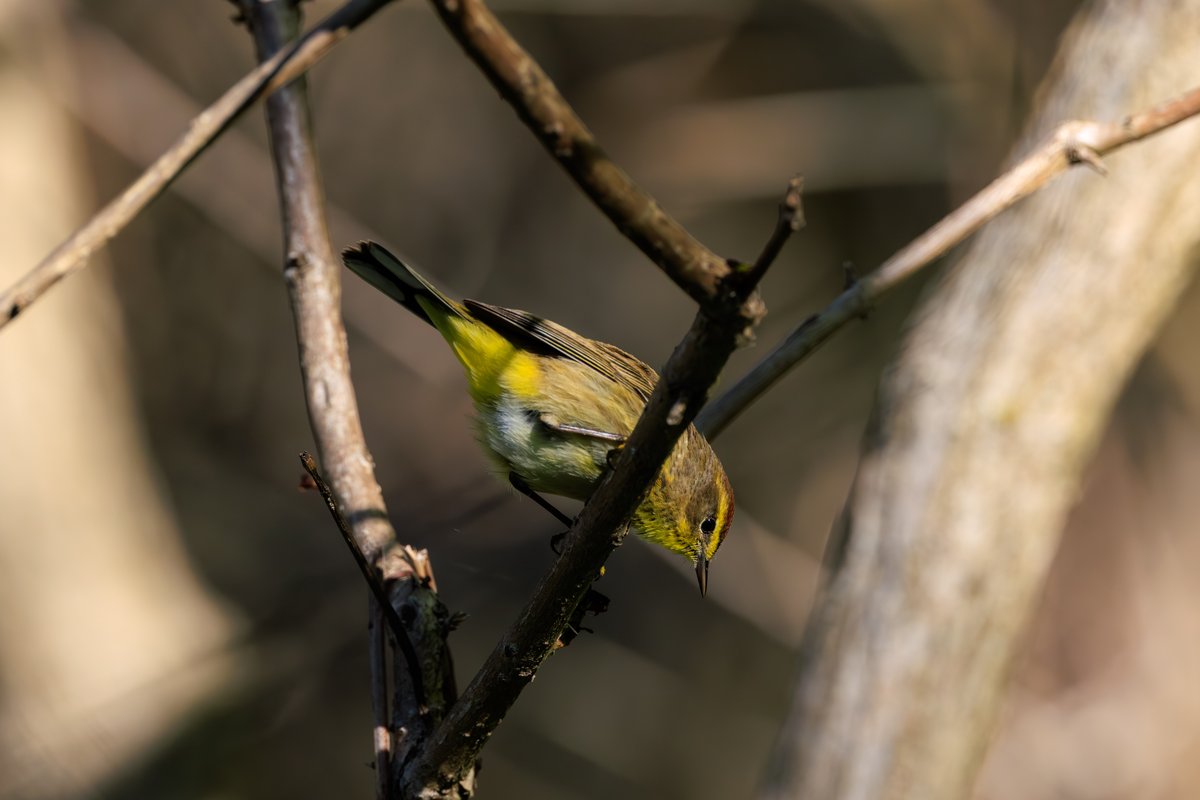 Palm Warbler