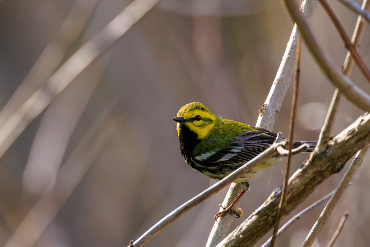 Black-throated Green Warbler