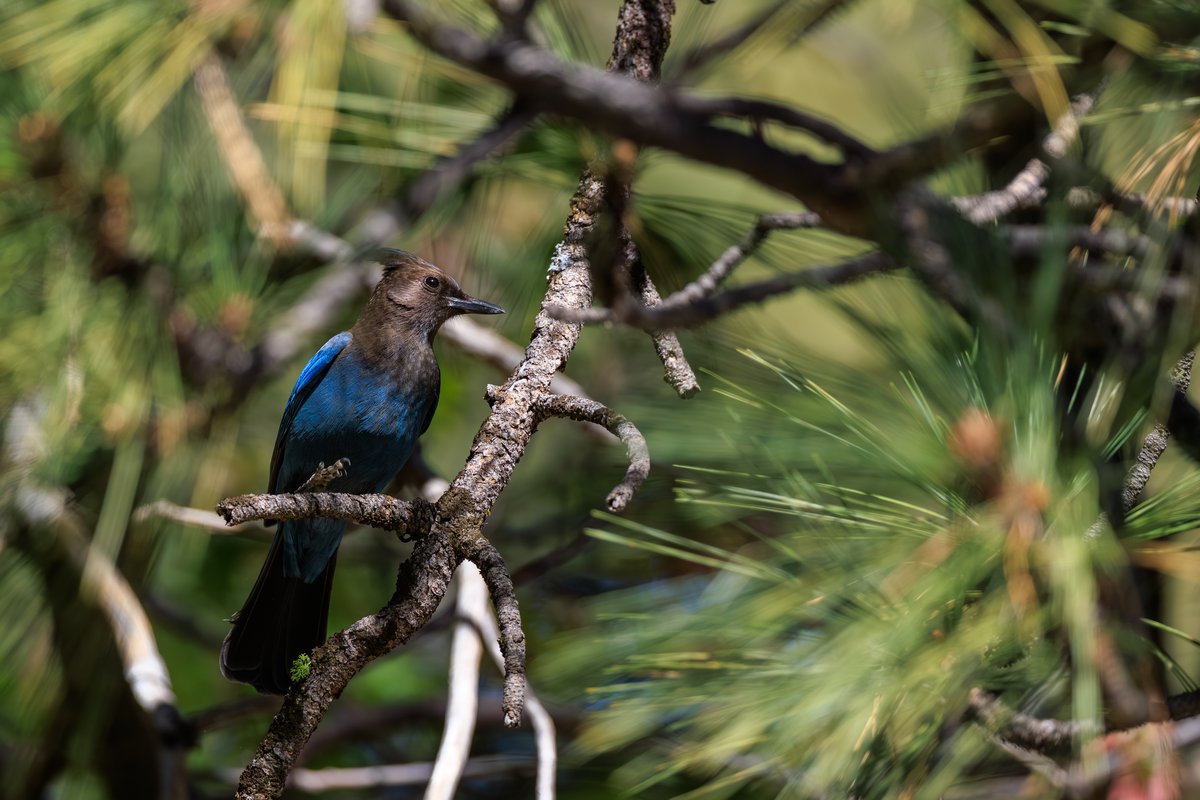 Steller's Jay