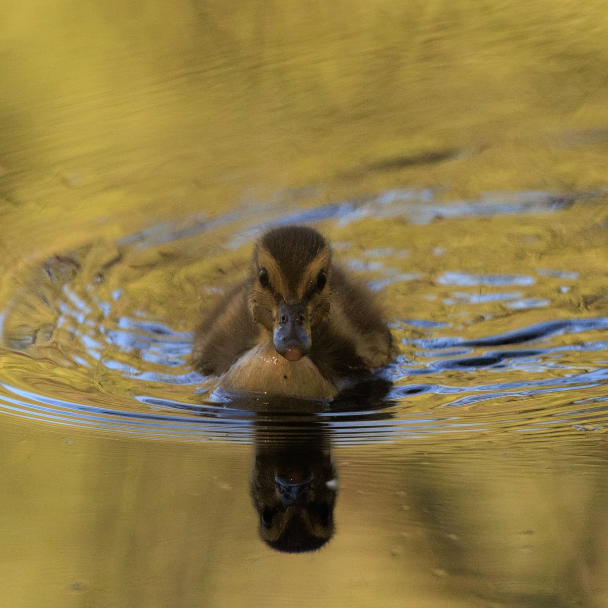 Mallard