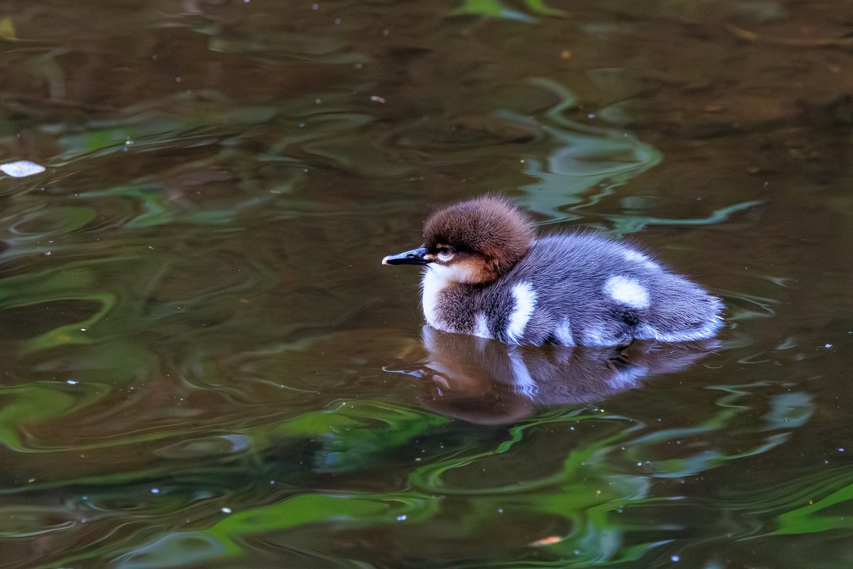 Common Merganser