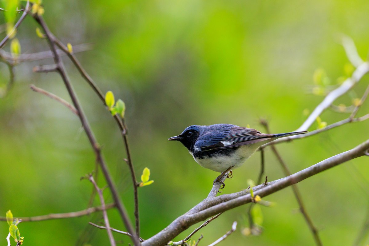 Black-throated Blue Warbler
