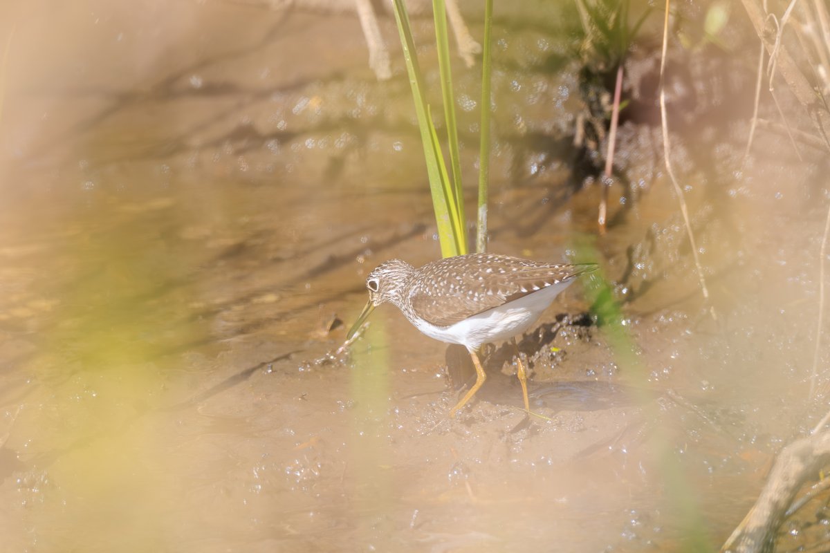 Solitary Sandpiper
