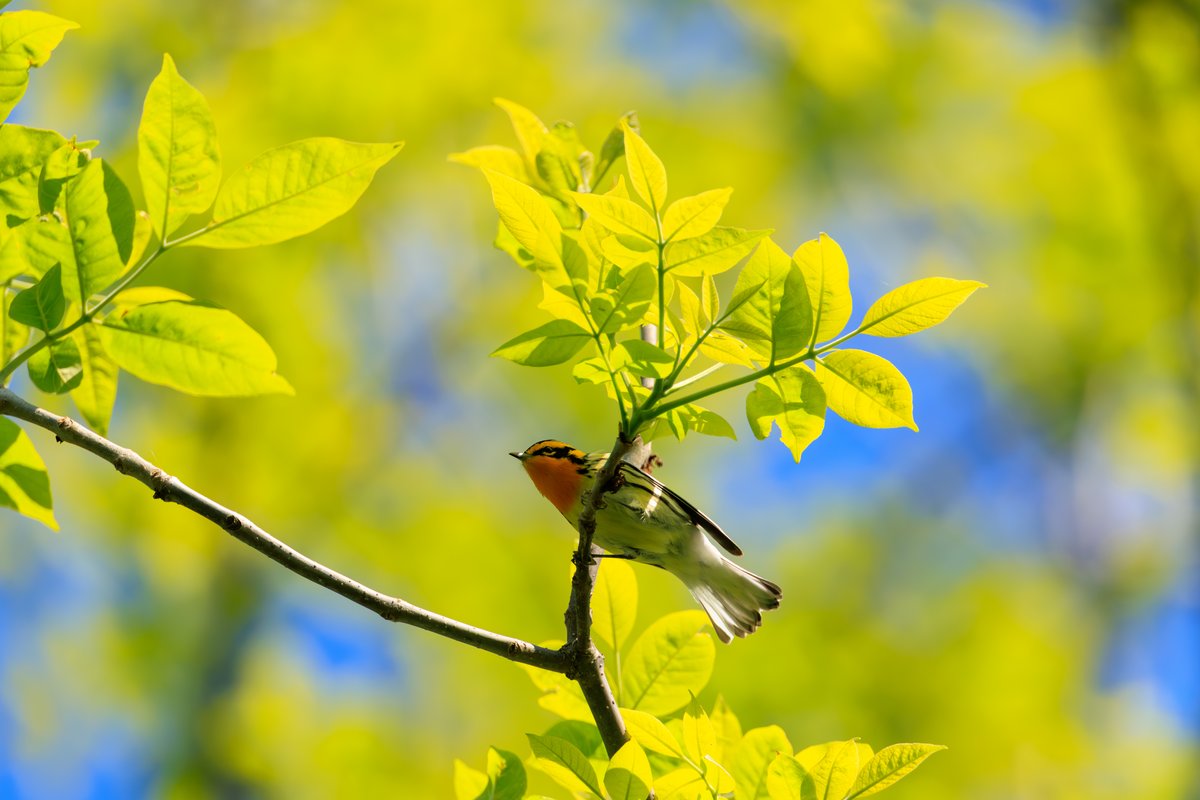 Blackburnian Warbler