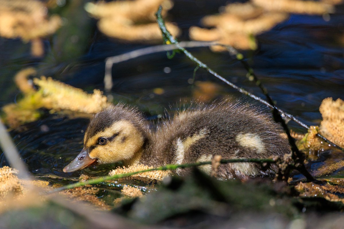 Mallard