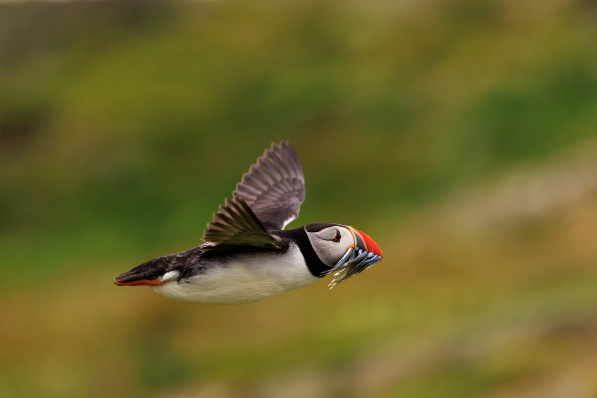 Atlantic Puffin