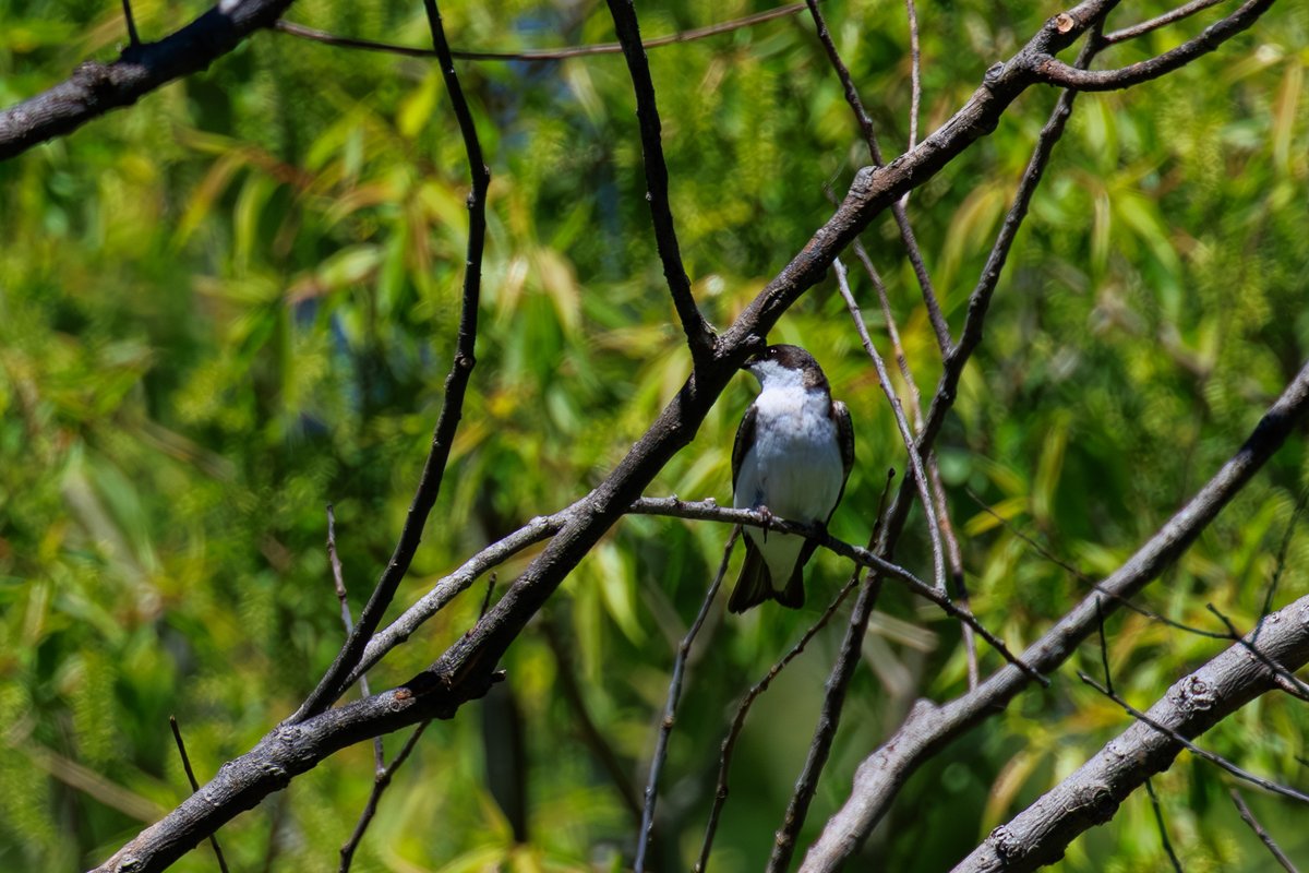 Tree Swallow