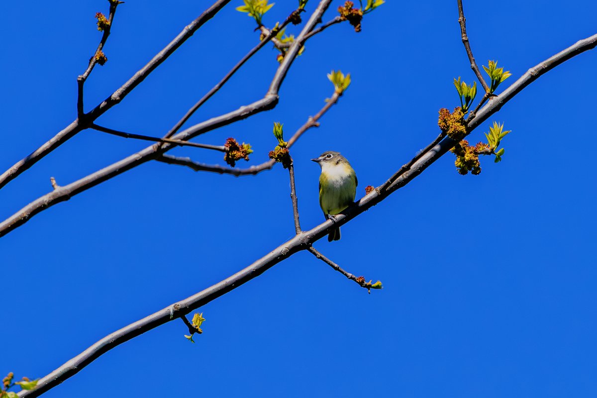Blue-headed Vireo