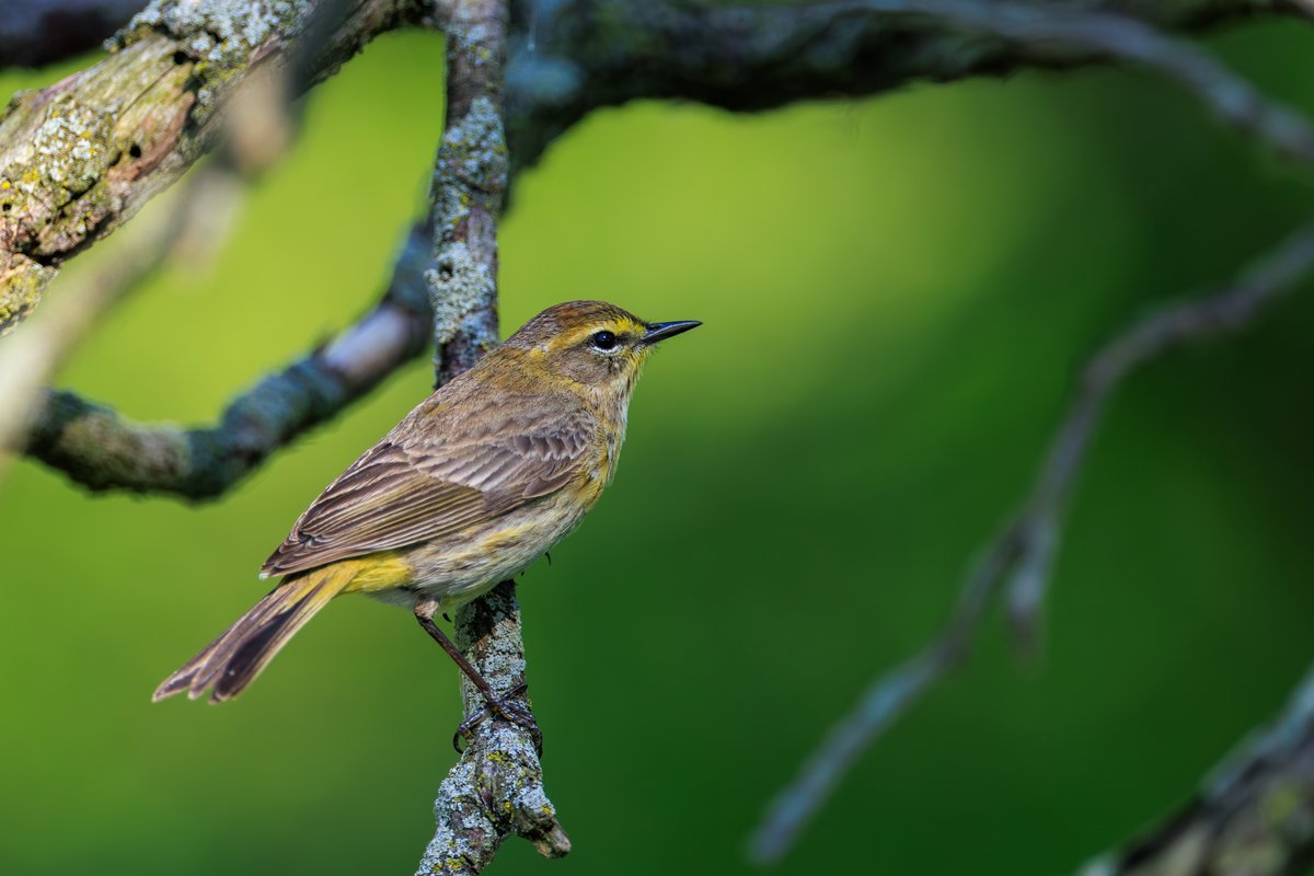 Palm Warbler